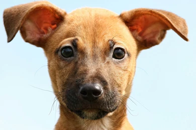 Dog Wallpapers Pack3 20 PetPictures