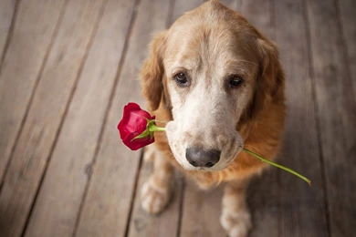 HD Dogs Wallpapers And Photos