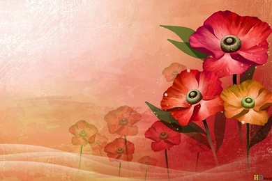 Beautiful Flowers Wallpaper Backgrounds