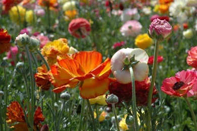 LOVELY FLOWERS: MAGIC OF COLOUR FLOWERS High Resolution Images ...