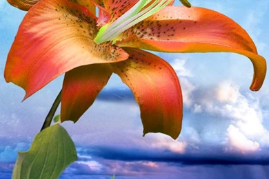 Flowers. Magic Touch Wallpapers   Android Apps On Google Play