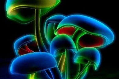 Magic Mushrooms Live Wallpapers Download   Magic Mushrooms Live ...