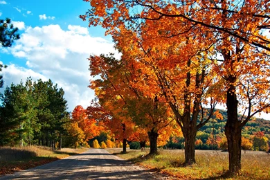 Autumn Red Road Desktop Wallpapers Season Tree Leafs