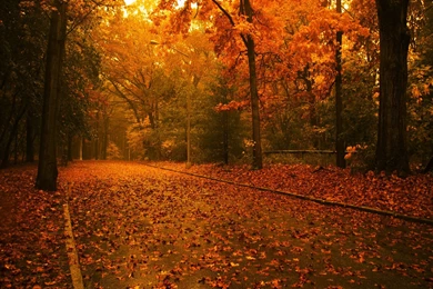 1920x1200 Autumn Forest Desktop PC And Mac Wallpapers