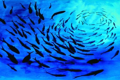 Life Under The Ocean