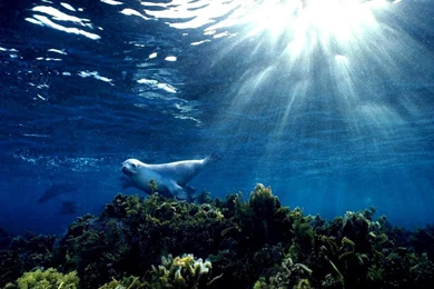 Under Ocean Wallpapers Wallpapers Cave