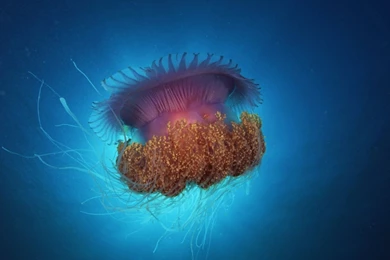 Free Download Description Life Under The Ocean Wallpapers