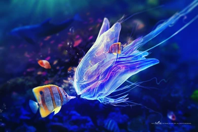 Ocean Life And Under Water Desktop Wallpapers