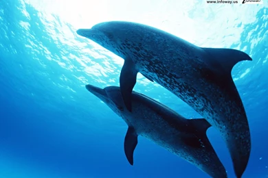 Ocean HD Fish Photo 255 Of 272