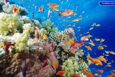 Under Sea Wallpaper Images