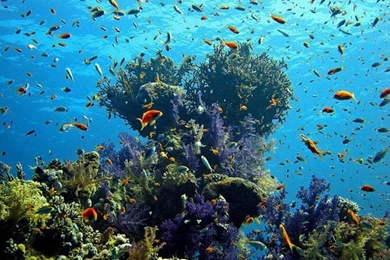 UNDER THE OCEAN WALLPAPER   (