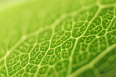 High Resolution Image Collection (30+)