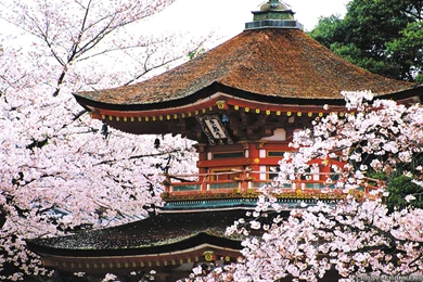 Spring In Japan Wallpapers   Crazy Frankenstein