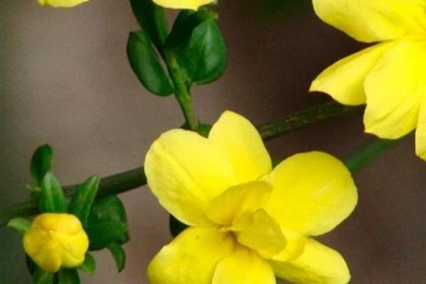 Flower Moto G Wallpapers HD 413, Moto Wallpapers, Motorola Wallpapers