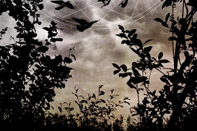 Sorrow Insomnium Album Covers Metal Music One Wallpapers