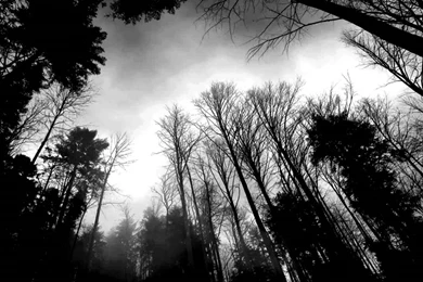 Insomnium Decoherence YouTube