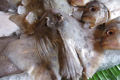 Super Delicious Birthday Cookies: Lunch At Daun Lada