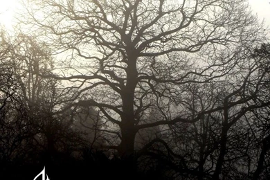 Insomnium Album Cover By Faithless12 On DeviantArt