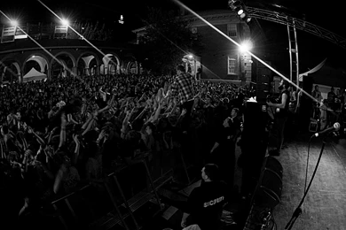 50 Lions Wallpaper Backgrounds