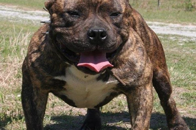 American Bully Photos And Wallpapers. The Beautiful American Bully ...