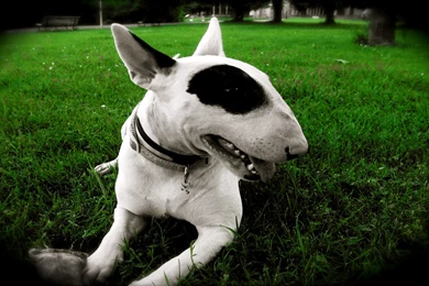 Animals Dogs Bully Bull Bull Terrier Wallpapers