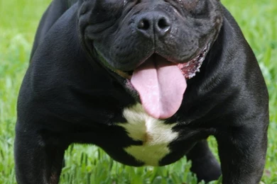 American Bully Photos And Wallpapers. The Beautiful American Bully ...