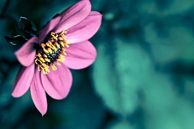 Purple flower wallpapers   Winarticles.net