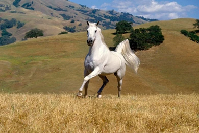 Pictures: Top 10 Horse Wallpaper, Horse Wallpaper. Desktop Horses ...