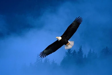 Best Top Desktop Eagle Wallpapers Hd Wallpapers Eagle Pictures ...