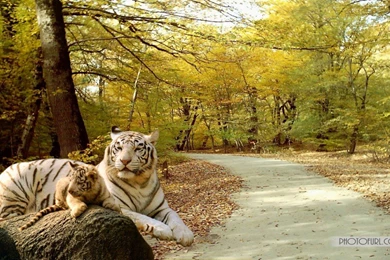 Free Natural Animated Wallpapers Collection