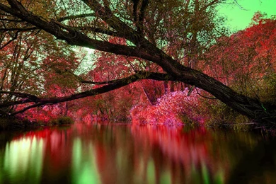 Natural Scenery Wallpapers « Flower & Nature « HD Wallpapers