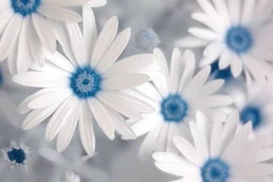 White Flowers Images