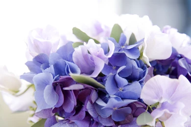 White And Blue Flowers 8486 1600 1200 Wallpapers   Flowers   Nature ...