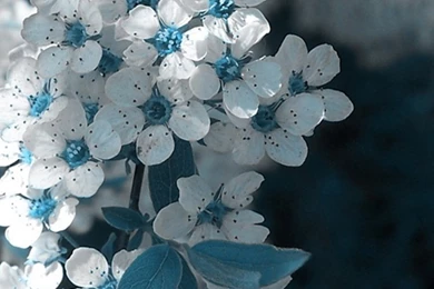 Blue And White iPhone 6 Wallpapers 8908   Flowers iPhone 6 ...