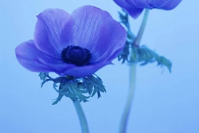 Flowers,white Background,carnations Flowers White Backgrounds ...