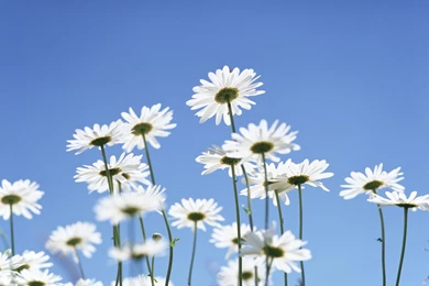 31 White Daisies Hd Wallpapers