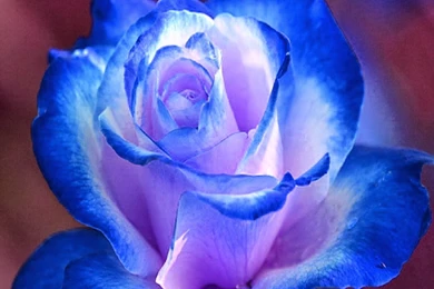 Beautiful Flowers Picture