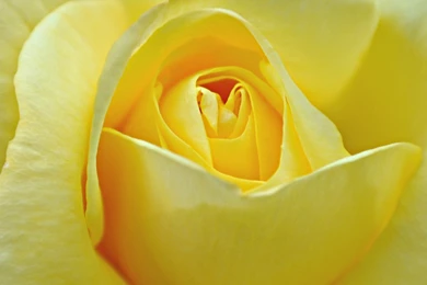 Yellow Rose Backgrounds