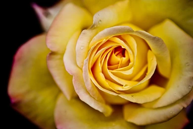 Yellow Rose Backgrounds