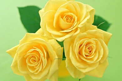 Yellow Rose Wallpapers   Top Wallpapers Desktop