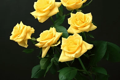Yellow Roses Wallpapers