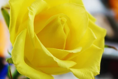 Yellow Roses Wallpapers HD (34)