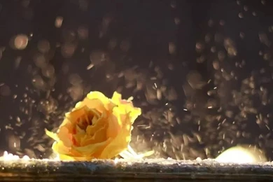 Yellow Rose iPhone 4s Wallpapers Download