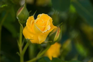 Yellow Rose Flower Wallpapers   Wallpapers Cave