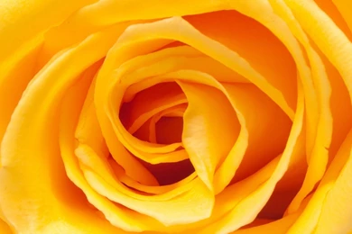 Yellow Rose Wallpapers