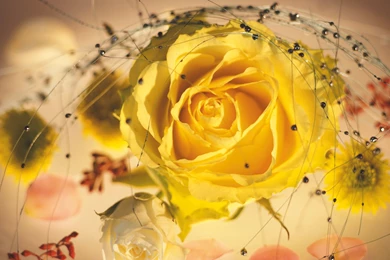 Yellow Rose Wallpapers 10349 1920x1200   UMad.com