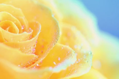 BEAUTIFUL YELLOW ROSE WALLPAPER   (