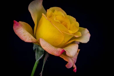 Yellow Rose, Black Backgrounds Wallpaper,Yellow HD Wallpaper,Rose ...