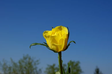 Yellow Rose Computer Wallpapers 10347 1680x1050   UMad.com