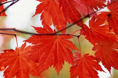 Cool Green Maple Leaf Iphone 4 Wallpapers Free 640x960 Good Hd ...